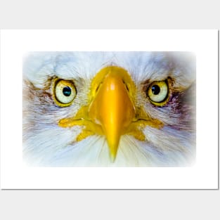 Bald eagle head Posters and Art